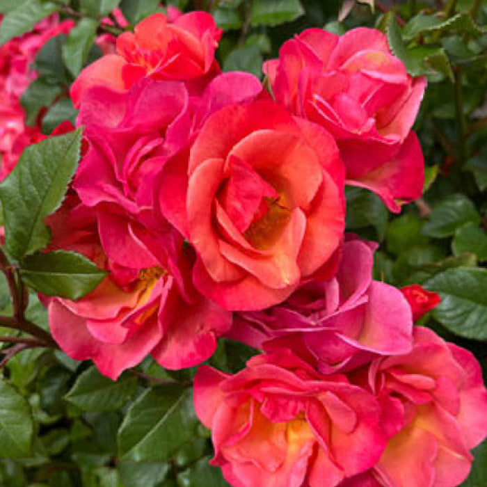 Cluster of pink and red flowers with green leaves