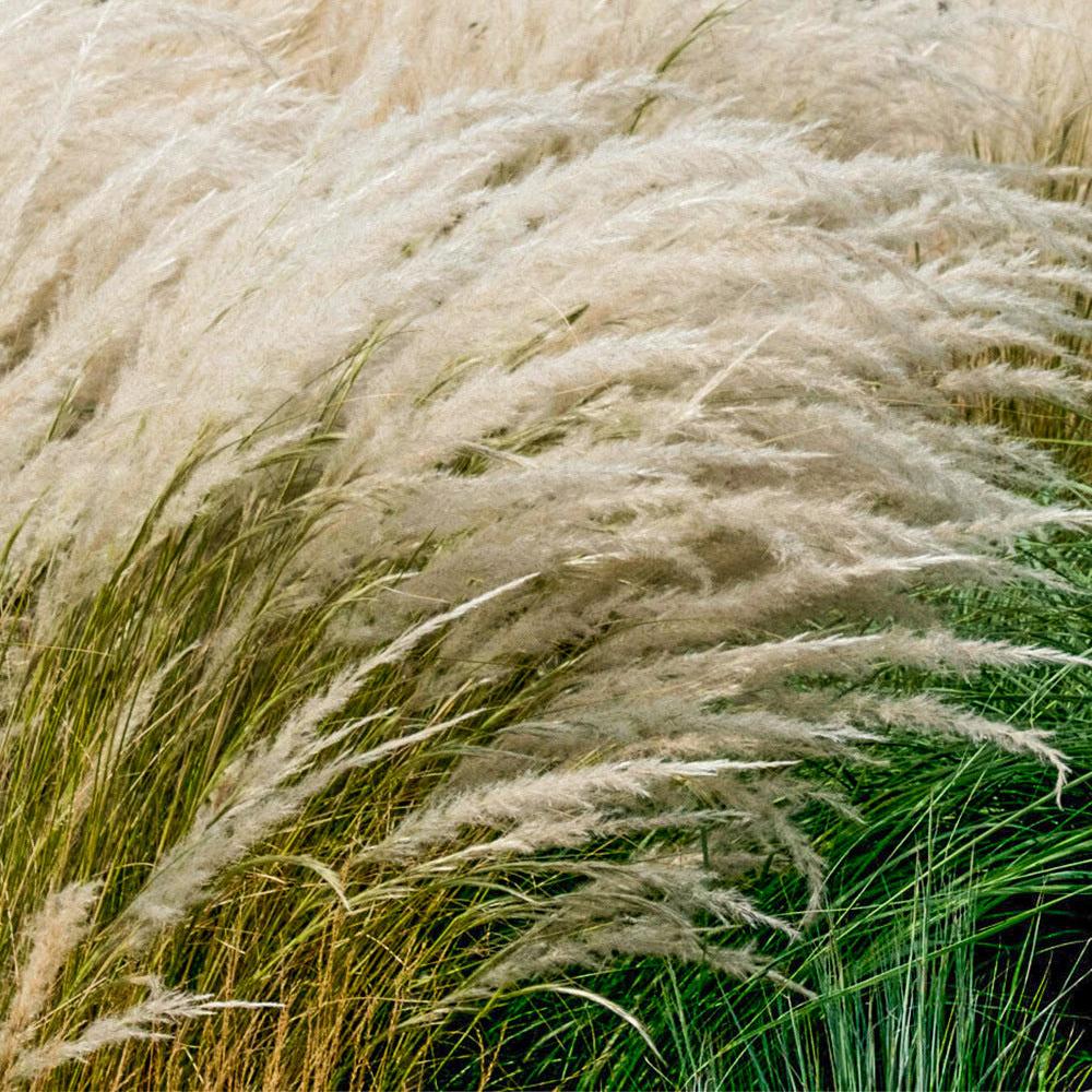 STIPA ICHU 140MM