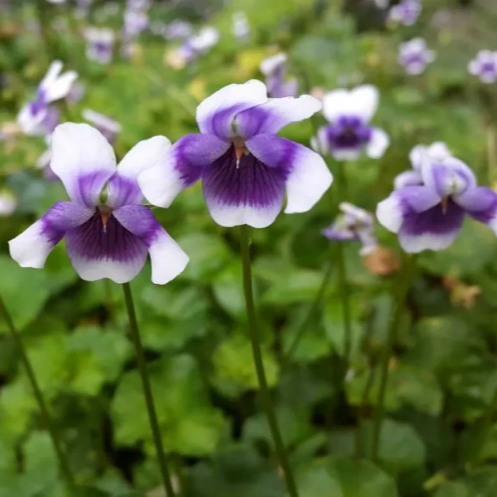 Purple and white flowers with green leaves in the background