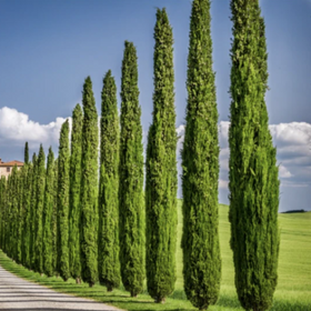 Row of tall green trees lining a road with a blue sky and clouds in the background