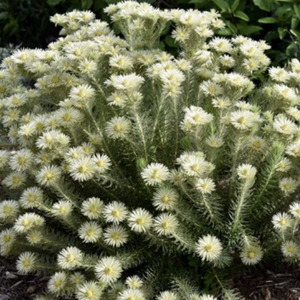 White flowering plant with green leaves against a natural background