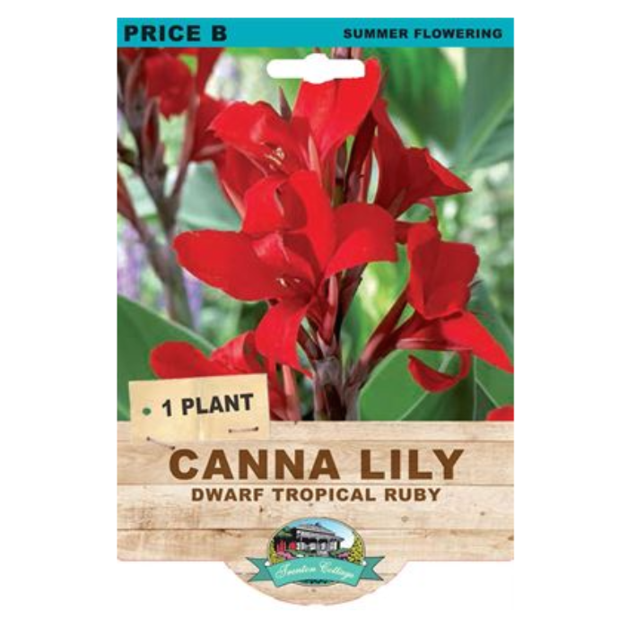 A retail carded seed packet for 'Canna Lily Dwarf Tropical Ruby' summer flowering plant. The packaging features a vibrant photograph of red flowers and green leaves, with a light wood-grain banner at the bottom displaying the product name and a small logo for 'Canna Seeds'.