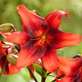 A close-up of a red-orange lily flower with dark burgundy speckles and yellow-orange stamens, set against a soft blurred green background.