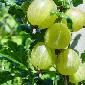 Green gooseberries on a branch with leaves