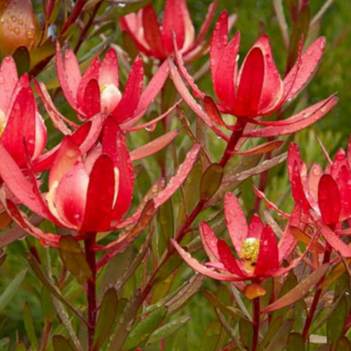 Close-up of vibrant red flowers with green leaves
