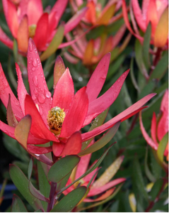 Close-up of a red flower with green leaves