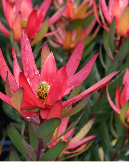 Close-up of a red flower with green leaves