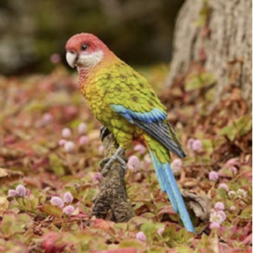 colourful bird decoration sitting on the ground
