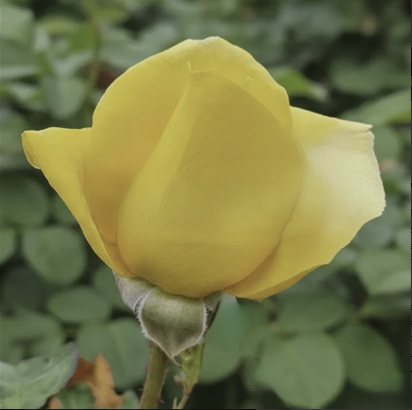 Yellow rose bud with green leaves in the background