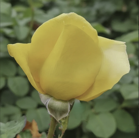Yellow rose bud with green leaves in the background