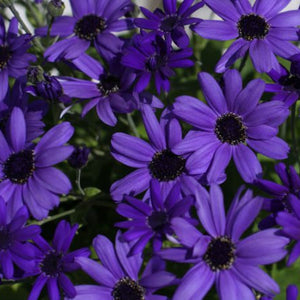 Close-up of purple flowers with a blurred white background