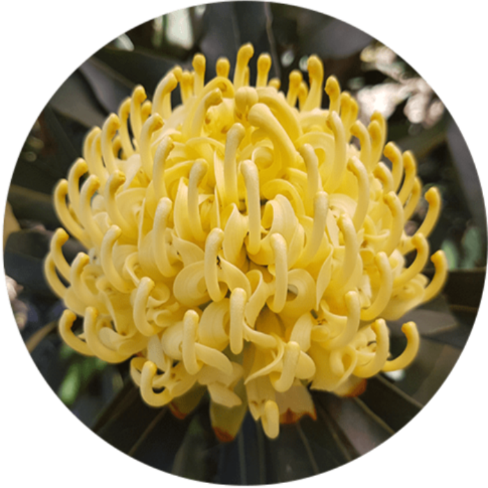 SHADY LADY YELLOW WARATAH