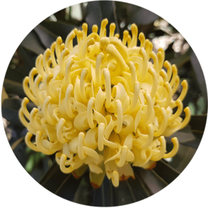 SHADY LADY YELLOW WARATAH