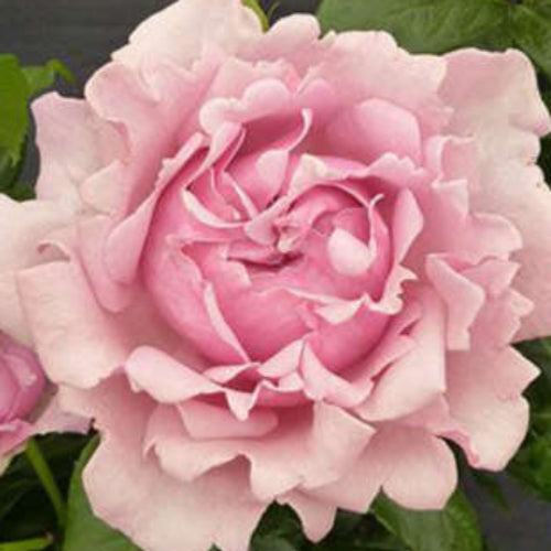 SMOOTH SWEET JESSIKA - Bare Rooted