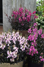 Potted plants with pink and purple flowers against a wooden fence.