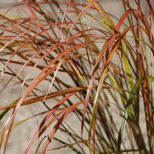 ANEMANTHELE LESSONIANA