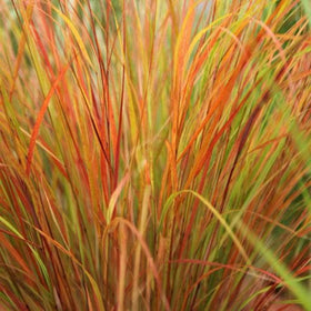 Plants