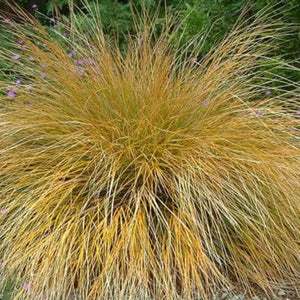 ANEMANTHELE LESSONIANA