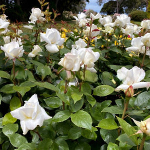 Bouquet of white flowers with green leaves in a garden setting
