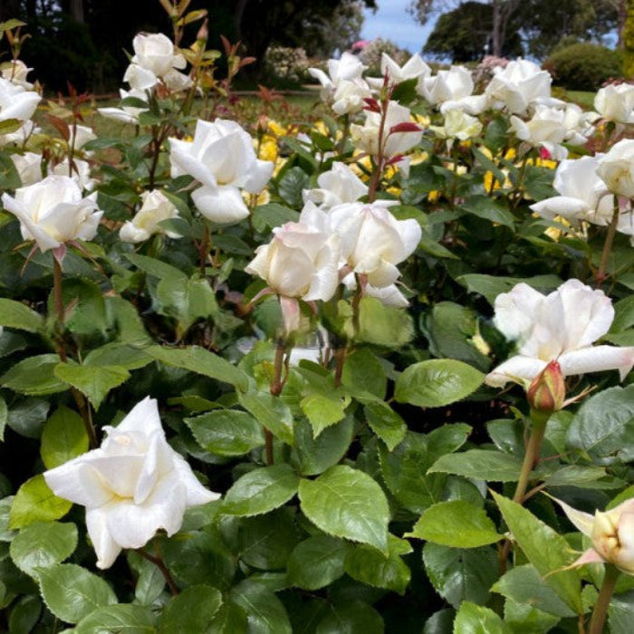 Bouquet of white flowers with green leaves in a garden setting