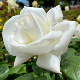 Close-up of a white rose with green leaves in the background