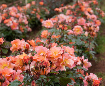 Bouquet of pink and orange flowers with green leaves