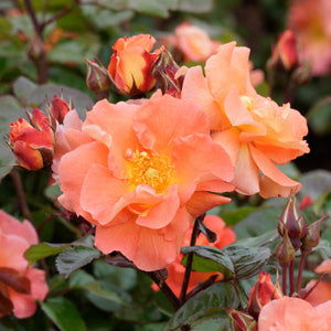 Close-up of peach-colored roses with green leaves in the background
