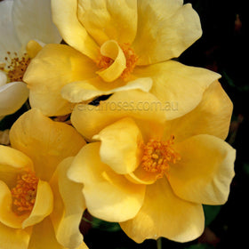 Roses