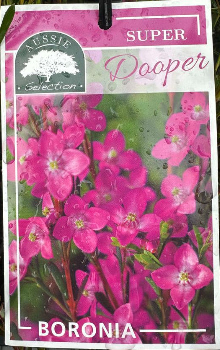 Boronia flower packet with pink flowers and green leaves on a dark background