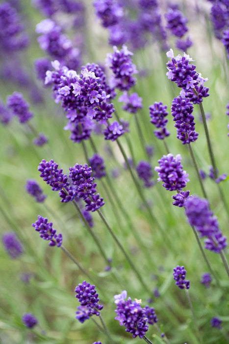 lavender flowers in garden