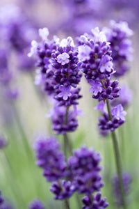 close up of lavender