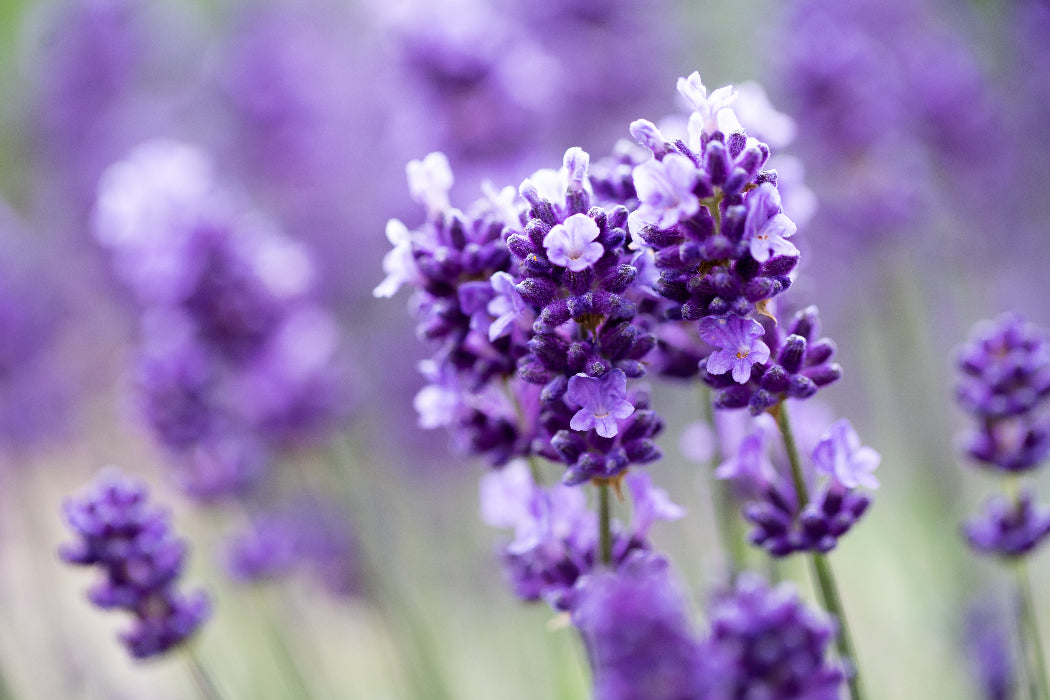 close up of lavender