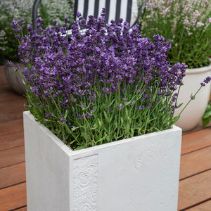 lavender in a white pot