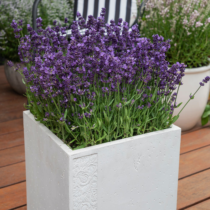 lavender in a white pot