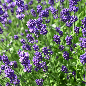 ENGLISH 'SUMMER PURPLE' LAVENDER