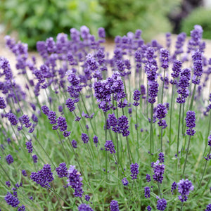 purple lavender flowers