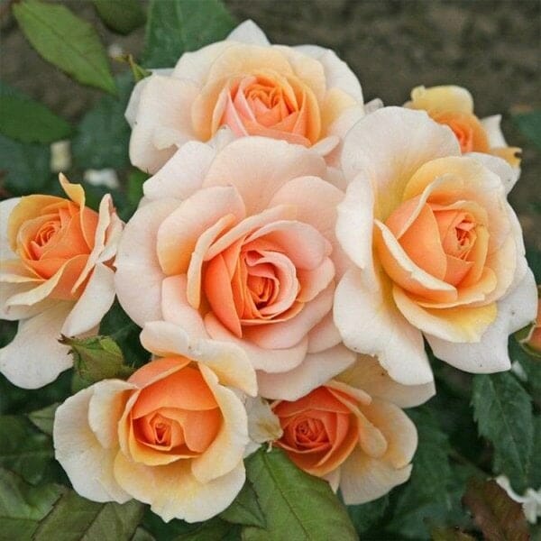 Roses - Orange / Yellow