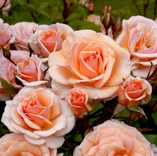 PRE ORDER - SWEET HONEY - Bare Rooted