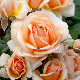 Roses - Orange / Yellow