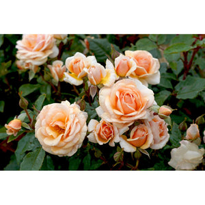 SWEET HONEY - Bare Rooted Plants