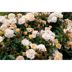 SWEET HONEY - Bare Rooted Plants