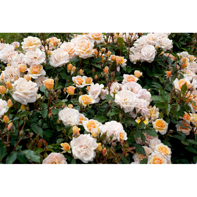 PRE ORDER - SWEET HONEY - Bare Rooted