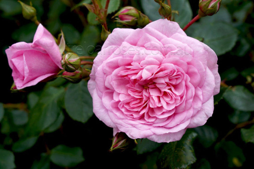 Pink rose with a bud on a dark green background