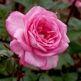 Close-up of a pink rose with a blurred green background
