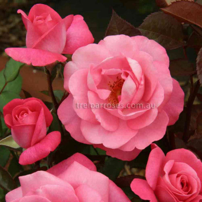 Close-up of pink roses with a blurred background