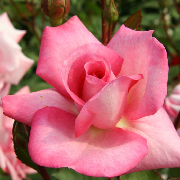 close up rose sweet memory