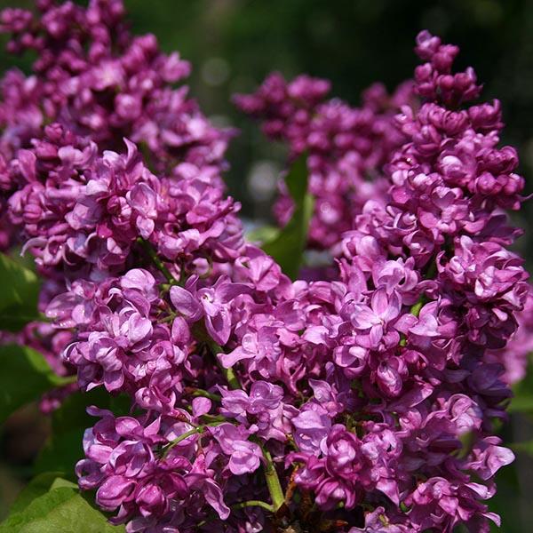 Ornamental Trees