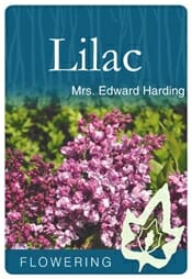 LILAC MRS EDWARD HARDING - Potted
