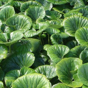 Close-up of green leafy plants