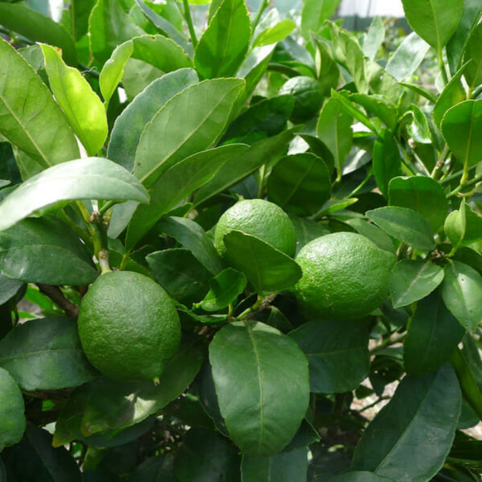 LIME TAHITIAN DWARF 150MM